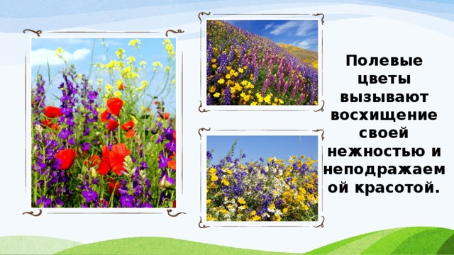 Полевые цветы вызывают восхищение своей нежностью и неподражаемой красотой. 