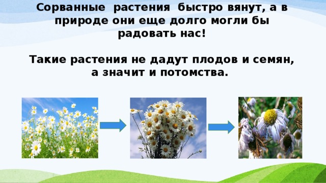 Сорванные растения быстро вянут, а в природе они еще долго могли бы радовать нас!   Такие растения не дадут плодов и семян, а значит и потомства. 