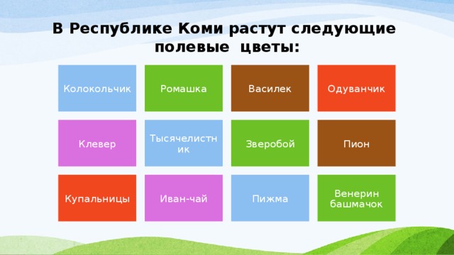 В Республике Коми растут следующие полевые цветы: Колокольчик Ромашка Василек Одуванчик Клевер Тысячелистник Зверобой Пион Купальницы Иван-чай Пижма Венерин башмачок 