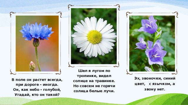 Шел я лугом по тропинке, видел солнце на травинке. Но совсем не горячи солнца белые лучи. В поле он растет всегда, при дороге - иногда.  Он, как небо - голубой,  Угадай, кто он такой? Эх, звоночки, синий цвет, с язычком, а звону нет. 