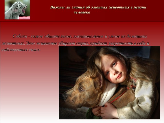   Важны ли знания об эмоциях животных в жизни человека   Собака - самое  общительное, эмоциональное и умное из домашних животных. Это животное убирает страх, придает уверенность в себе и собственных силах.     