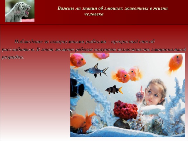   Важны ли знания об эмоциях животных в жизни человека   Наблюдение за аквариумными рыбками – прекрасный способ расслабиться. В этот момент ребенок получает возможность эмоциональной разрядки. 