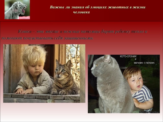   Важны ли знания об эмоциях животных в жизни человека     Кошки – эти мягкие и нежные питомцы дарят ребенку тепло и помогают почувствовать себя защищенными. 