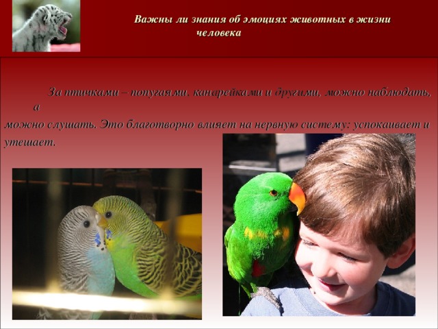   Важны ли знания об эмоциях животных в жизни человека    За птичками – попугаями, канарейками и другими, можно наблюдать, а можно слушать. Это благотворно влияет на нервную систему: успокаивает и утешает. 