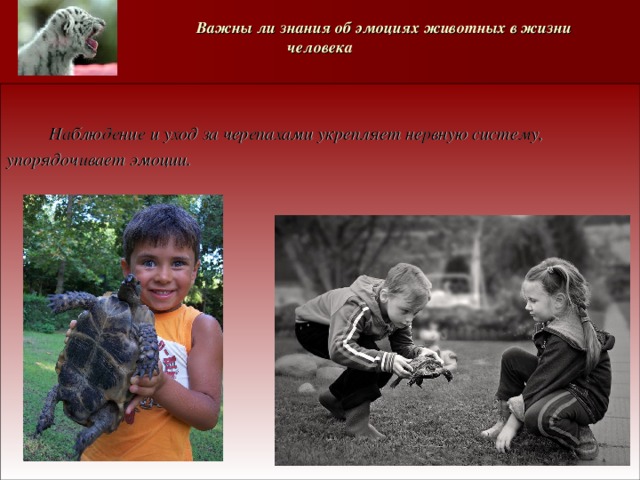   Важны ли знания об эмоциях животных в жизни человека   Наблюдение и уход за черепахами укрепляет нервную систему, упорядочивает эмоции. 