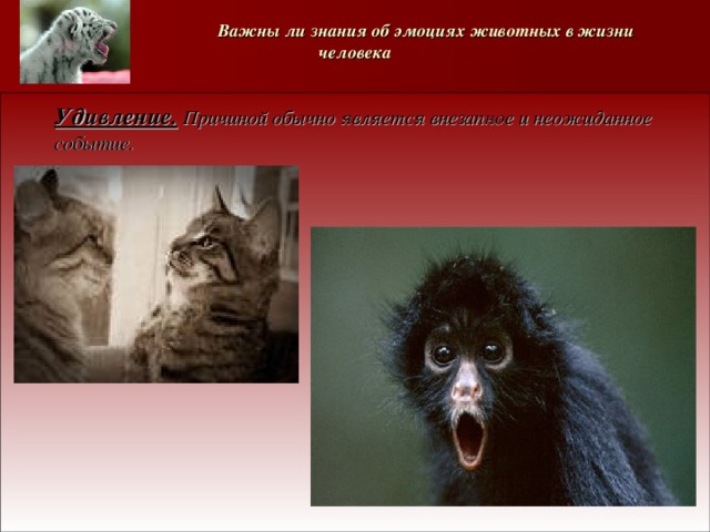   Важны ли знания об эмоциях животных в жизни человека  Удивление. Причиной обычно является внезапное и неожиданное событие.    