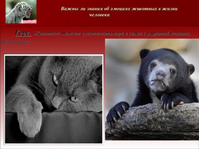   Важны ли знания об эмоциях животных в жизни человека  Горе. Животное может чувствовать горе в связи с утратой хозяина, детеныша. 