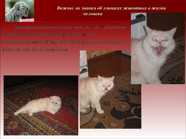   Важны ли знания об эмоциях животных в жизни человека  Эксперименты показали, что мой кот обладает эмоциями, как положительными, так и отрицательными. И еще что проявление его эмоций Зависит от моего поведения.  