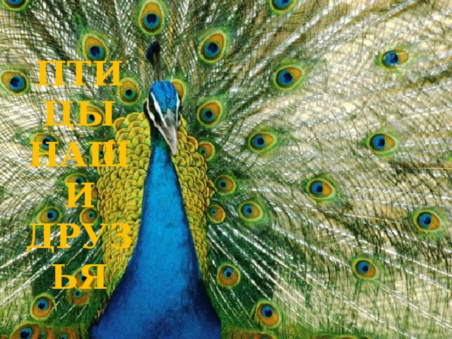 ПТИЦЫ НАШИ ДРУЗЬЯ 