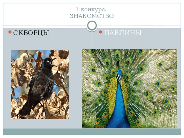 1 конкурс.  ЗНАКОМСТВО СКВОРЦЫ ПАВЛИНЫ 