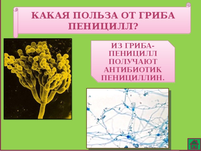 Какая польза от гриба пеницилл? Из гриба- пеницилл получают антибиотик пенициллин. 