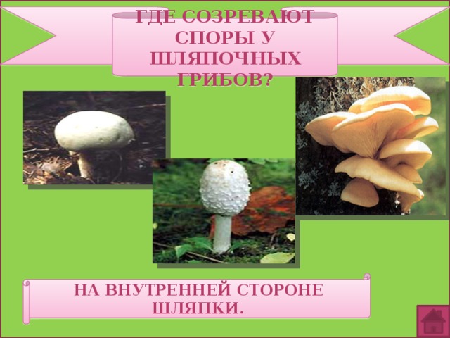 Где созревают споры у шляпочных грибов? На внутренней стороне шляпки. 