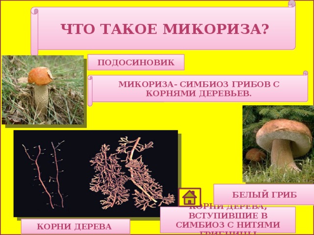 Что такое микориза у грибов. Микориза подосиновика. Микориза гриба. Трутовик микориза.