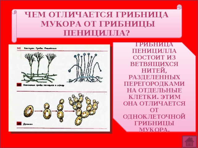 . Чем отличается грибница мукора от грибницы пеницилла? Грибница пеницилла состоит из ветвящихся нитей, разделенных перегородками на отдельные клетки. Этим она отличается от одноклеточной грибницы мукора. 