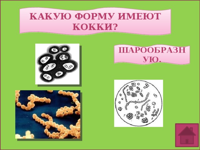  Какую форму имеют кокки? Шарообразную.  