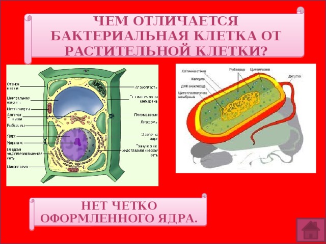 Чем отличается бактериальная клетка от растительной клетки? Нет четко оформленного ядра. 