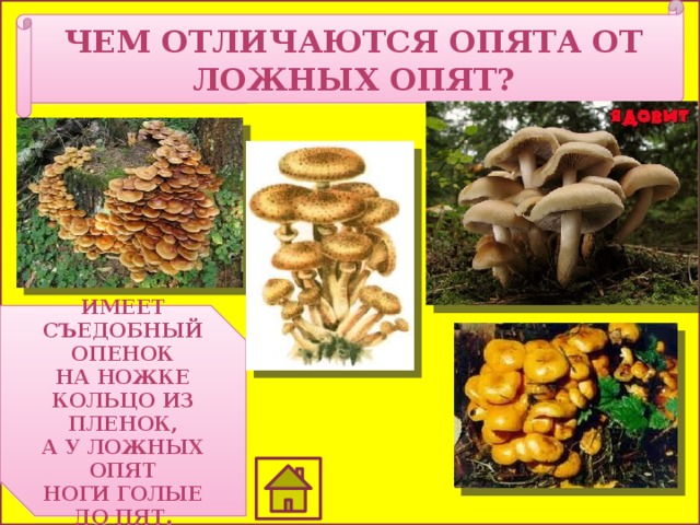 Чем отличаются опята от ложных опят? Имеет съедобный опенок На ножке кольцо из пленок, А у ложных опят Ноги голые до пят. 