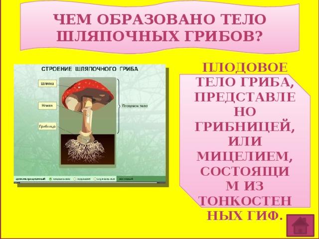 Шляпочные грибы образуют плодовые тела. Плодовое тело гриба образовано. Грибы образующие плодовые тела. Чем образовано плодовое тело шляпочного гриба.