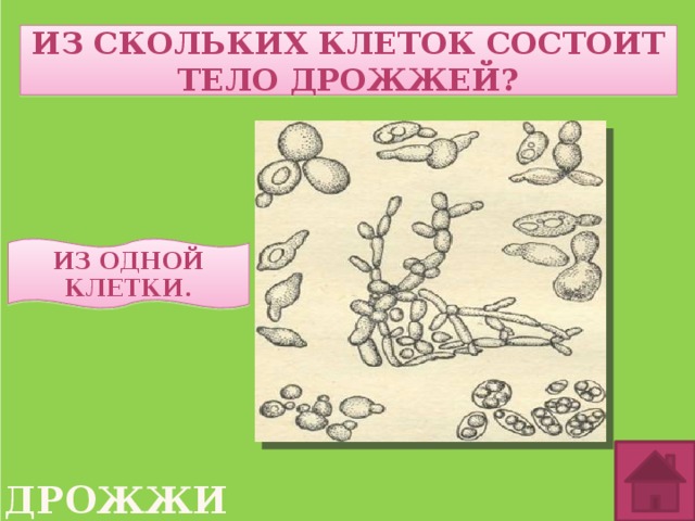 дрожжи Из скольких клеток состоит тело дрожжей? Из одной клетки. 