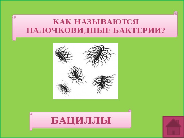 КАК НАЗЫВАЮТСЯ ПАЛОЧКОВИДНЫЕ БАКТЕРИИ? БАЦИЛЛЫ 