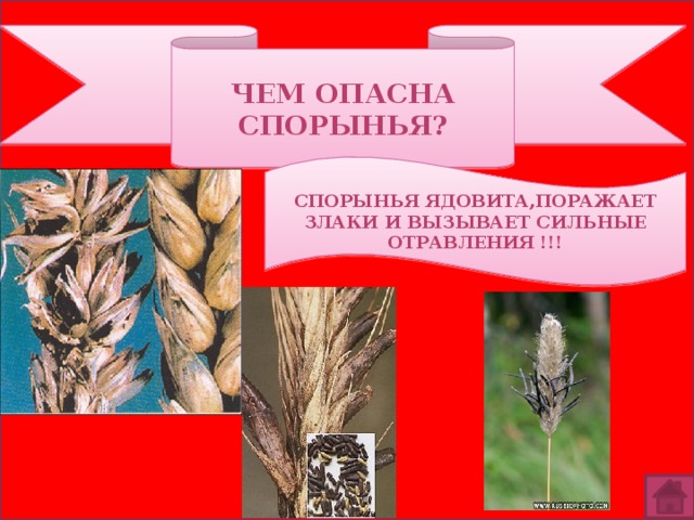 ЧЕМ ОПАСНА СПОРЫНЬЯ? СПОРЫНЬЯ ЯДОВИТА,ПОРАЖАЕТ ЗЛАКИ И ВЫЗЫВАЕТ СИЛЬНЫЕ ОТРАВЛЕНИЯ !!! 