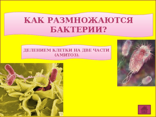 КАК РАЗМНОЖАЮТСЯ БАКТЕРИИ? ДЕЛЕНИЕМ КЛЕТКИ НА ДВЕ ЧАСТИ (АМИТОЗ). 