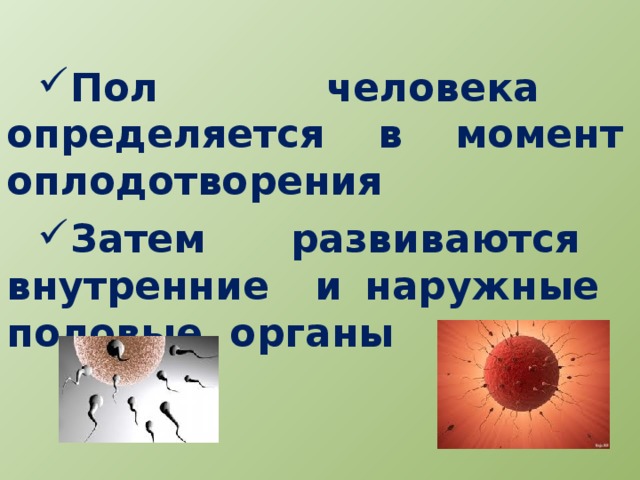 Пол человека определяется в момент оплодотворения Затем развиваются внутренние и наружные половые органы 