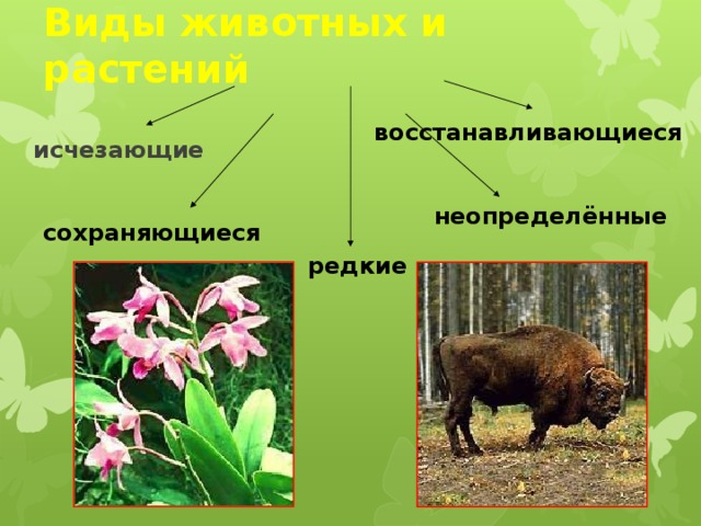 Виды животных и растений восстанавливающиеся исчезающие неопределённые сохраняющиеся редкие 
