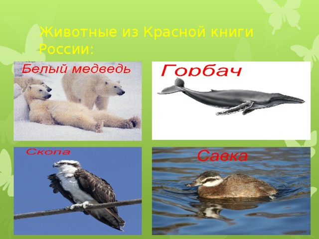 Животные из Красной книги России: 