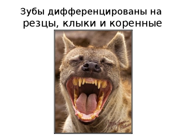 Зубы у млекопитающих выполняют функцию. Зубы млекопитающих дифференцированы. Зубы дифференцированы на резцы клыки. Дифференциация зубов у млекопитающих.
