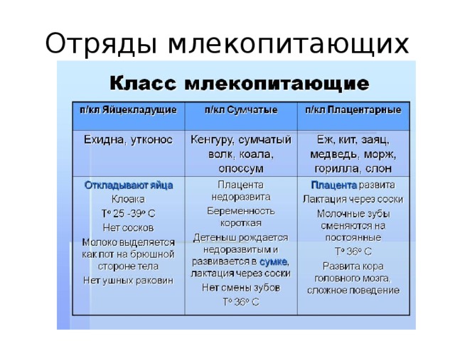 Таблица по биологии 7 класс отряды