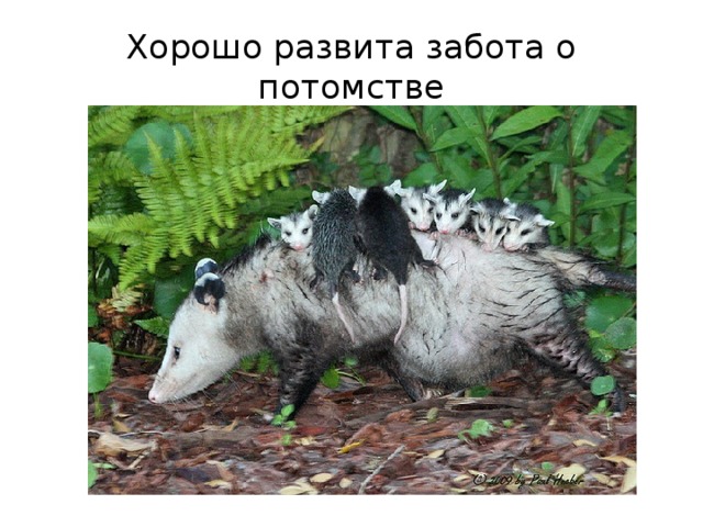 Какие животные заботятся о потомстве приведи примеры