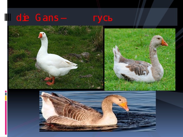 die Gans – гусь   