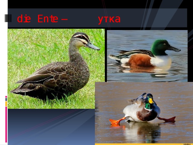 die Ente – утка 