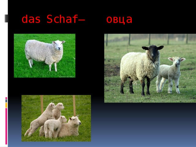 das Schaf – овца   