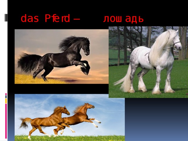 das Pferd – лошадь   