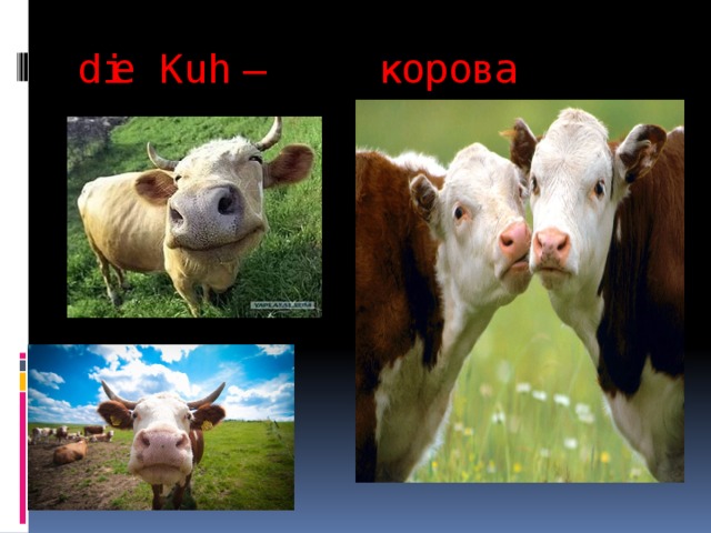 die Kuh – корова   