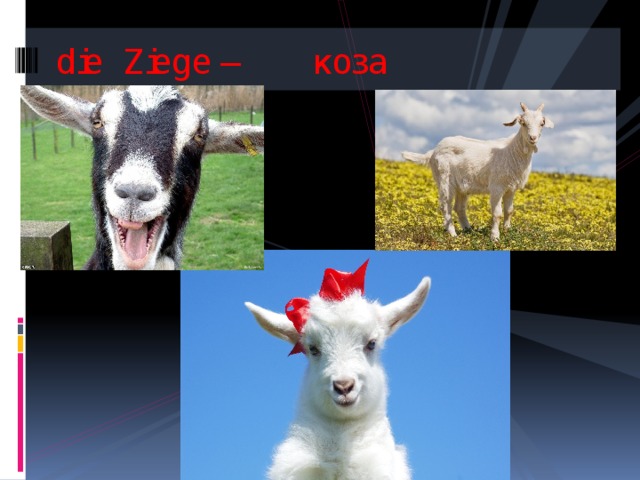 die Ziege – коза   