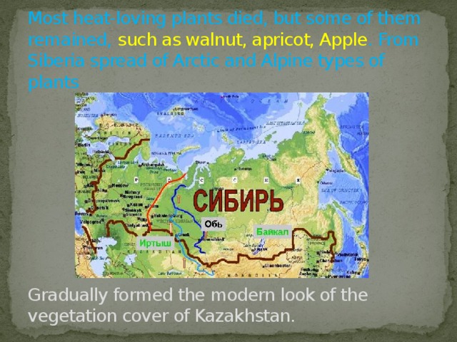 Most heat-loving plants died, but some of them remained, such as walnut, apricot, Apple . From Siberia spread of Arctic and Alpine types of plants           Gradually formed the modern look of the vegetation cover of Kazakhstan. 