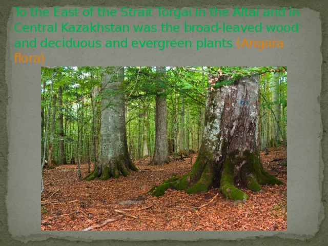 To the East of the Strait Torgai in the Altai and in Central Kazakhstan was the broad-leaved wood and deciduous and evergreen plants (Angara flora) 