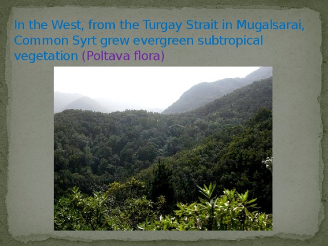 In the West, from the Turgay Strait in Mugalsarai, Common Syrt grew evergreen subtropical vegetation (Poltava flora) 