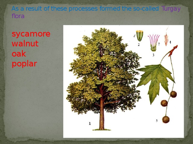 As a result of these processes formed the so-called  Turgay flora   sycamore  walnut  oak  poplar 