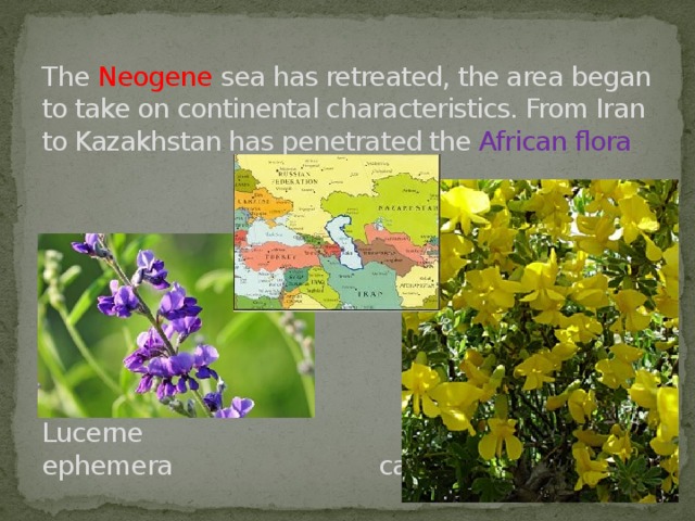 The Neogene sea has retreated, the area began to take on continental characteristics. From Iran to Kazakhstan has penetrated the African flora           Lucerne   ephemera caragana   