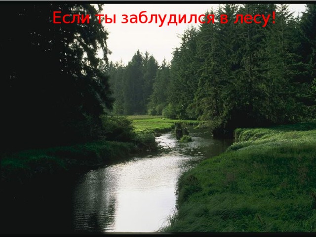  Если ты заблудился в лесу!   
