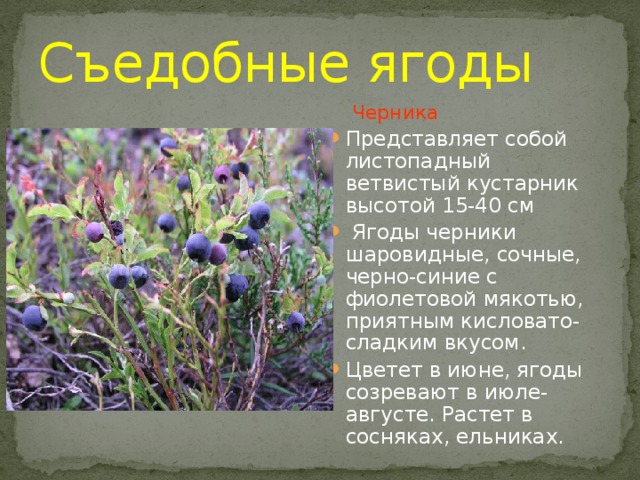 Съедобные ягоды Черника Представляет собой листопадный ветвистый кустарник высотой 15-40 см  Ягоды черники шаровидные, сочные, черно-синие с фиолетовой мякотью, приятным кисловато-сладким вкусом. Цветет в июне, ягоды созревают в июле-августе. Растет в сосняках, ельниках. 