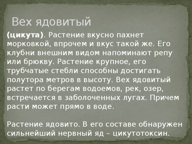 Вех ядовитый (цикута) . Растение вкусно пахнет морковкой, впрочем и вкус такой же. Его клубни внешним видом напоминают репу или брюкву. Растение крупное, его трубчатые стебли способны достигать полутора метров в высоту. Вех ядовитый растет по берегам водоемов, рек, озер, встречается в заболоченных лугах. Причем расти может прямо в воде.    Растение ядовито. В его составе обнаружен сильнейший нервный яд – цикутотоксин. 