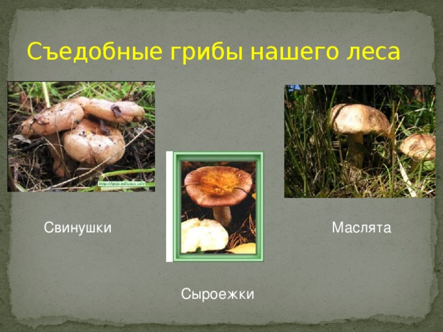 Съедобные грибы нашего леса Свинушки Маслята Сыроежки 