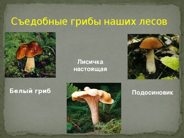 Съедобные грибы наших лесов Лисичка настоящая Белый гриб Подосиновик 