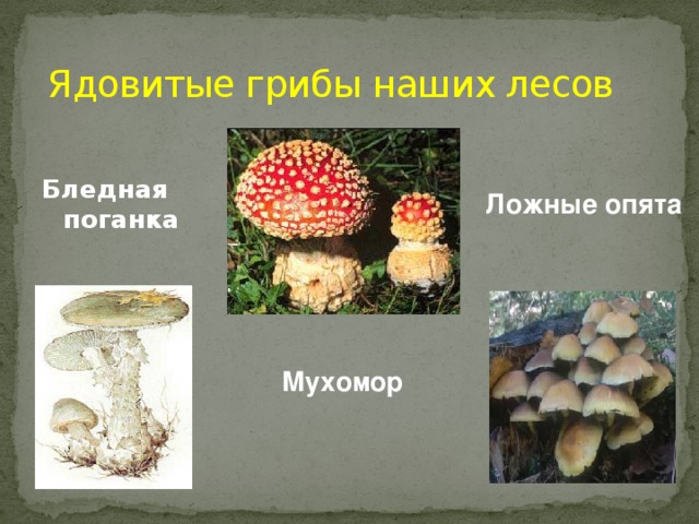 Ядовитые грибы наших лесов Бледная поганка Ложные опята Мухомор 