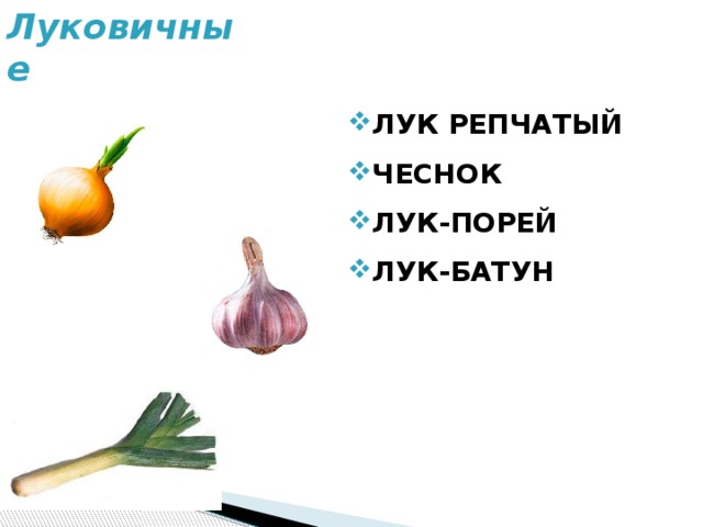 Луковичные ЛУК РЕПЧАТЫЙ ЧЕСНОК ЛУК-ПОРЕЙ ЛУК-БАТУН 